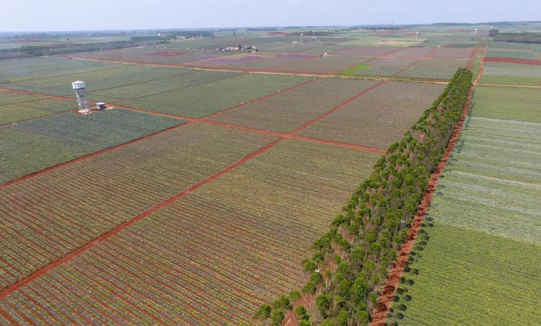 菠萝菠萝菠萝菠萝菠萝菠萝的海！
