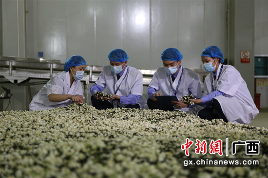 “横县茉莉花茶”“横县茉莉花”综合品牌代价达215.3亿元