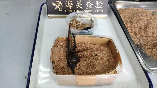 外来物种邮寄进境渐增 宁波港口启动非贸渠道冲击动作