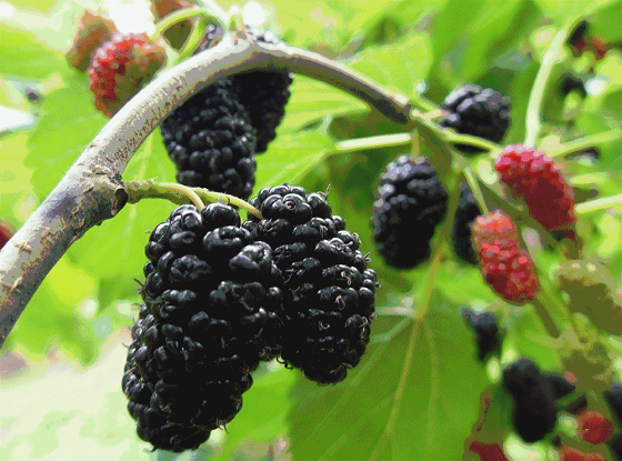 小马哥说了“全家出游都来这里玩”！_湖北在线