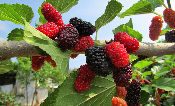 小马哥说了“全家出游都来这里玩”！_湖北在线