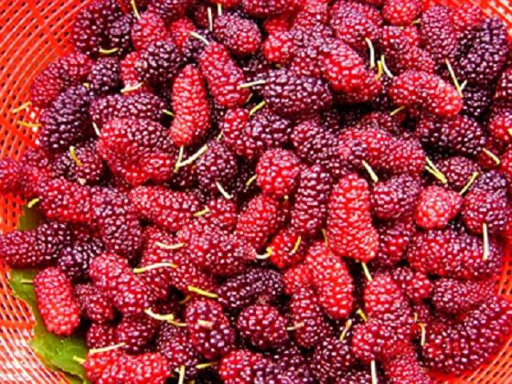 小马哥说了“全家出游都来这里玩”！_湖北在线