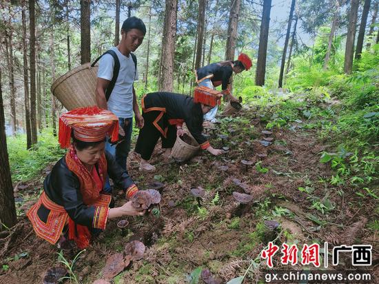 广西鹿寨拉沟乡野生灵芝丰收 特色财富助农增收