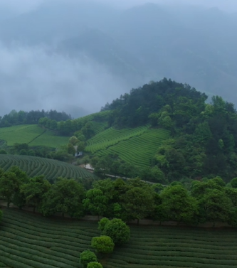 叮！一份来自武义县长的茶乡邀约，请查收