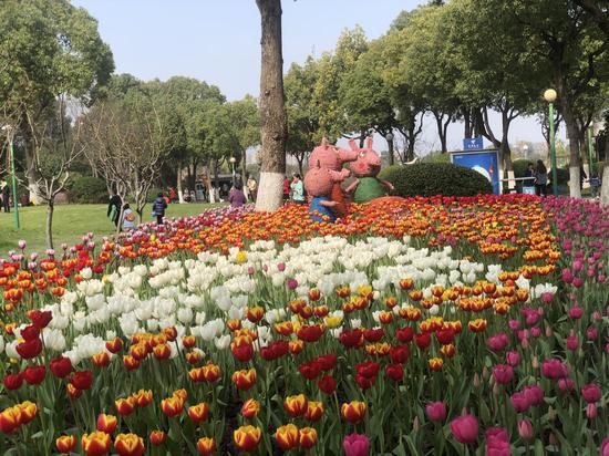 浙江多地打响春季“赏花战” 因地制宜深挖瑰丽经济