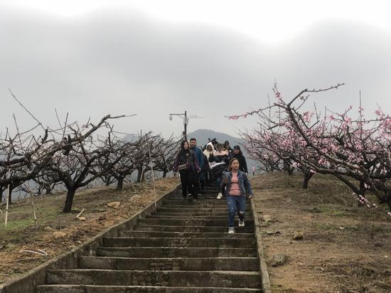 浙江多地打响春季“赏花战” 因地制宜深挖瑰丽经济