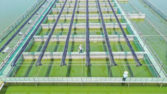 插上“数字”翅膀 浙江南浔科技赋能现代化农业