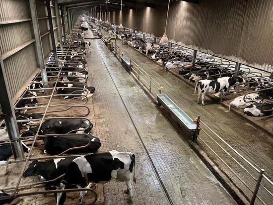 探访奶牛养殖区：24小时自由吃喝 控温室内“报酬”高