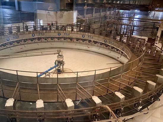 探访奶牛养殖区：24小时自由吃喝 控温室内“报酬”高