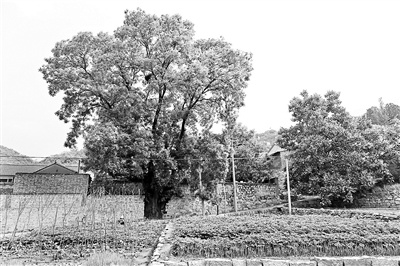 北京延庆区有望新增一株“一级古树”