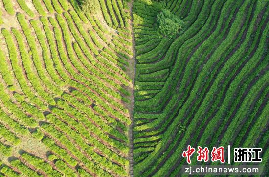 航拍杭州径山茶园 千亩基地孕育亿元财富