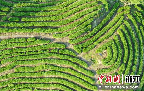 航拍杭州径山茶园 千亩基地孕育亿元财富
