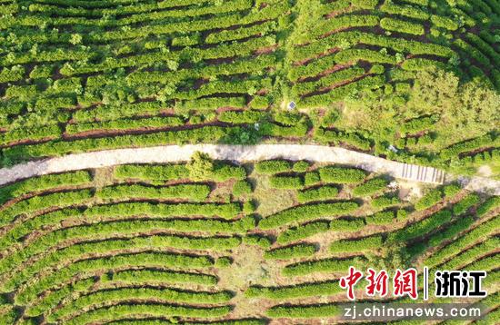 航拍杭州径山茶园 千亩基地孕育亿元财富
