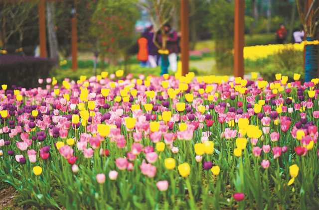 打卡巴渝美景·长命湖景区|长命湖，那一湖烟波众多