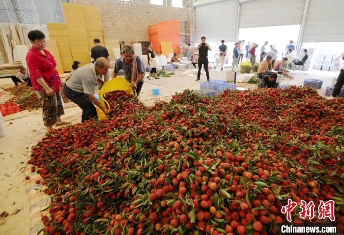 广西钦州荔枝红 采摘上市忙