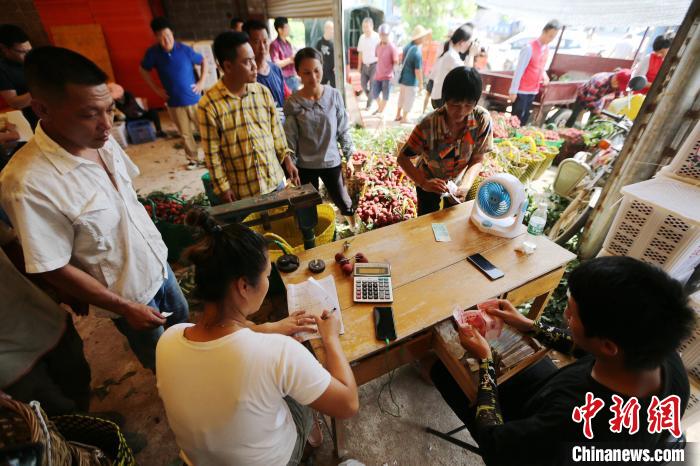 广西钦州荔枝红 采摘上市忙