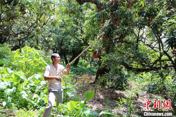 广西钦州荔枝红 采摘上市忙