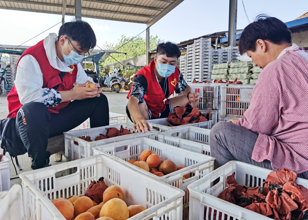 全椒：团团带货助果农渡难关4万斤黄桃3天秒购