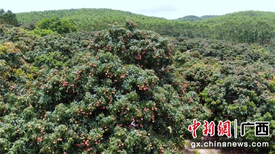 贵港市＂618＂购物节：荷城特产热销全国 线上消费稳中