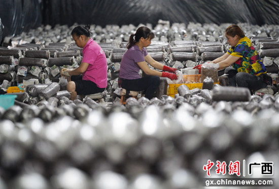 秀珍菇种植助广西桂林灵川县农夫增收