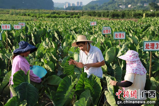 广西荔浦农技专家为农作物“问诊切脉开方”促增收