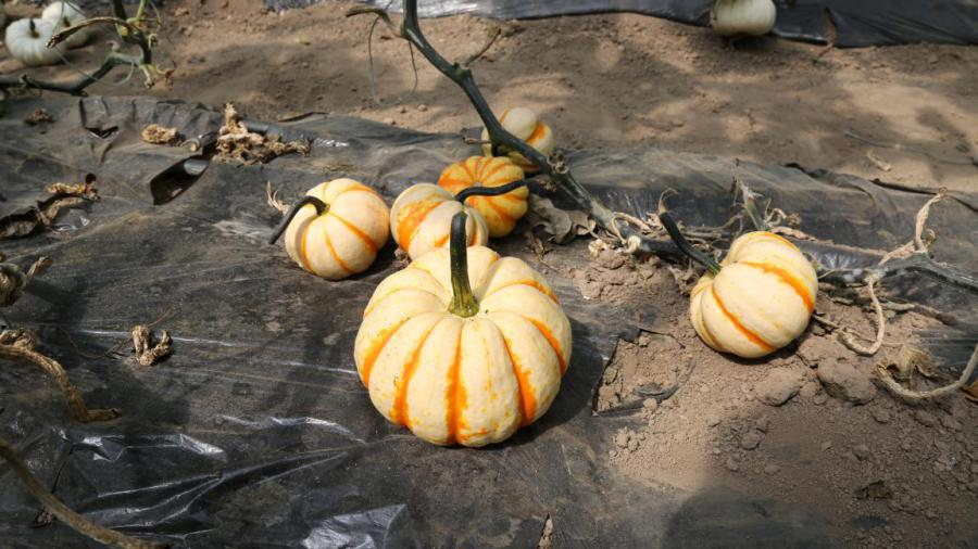 北京试点种植多彩南瓜