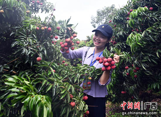 贵港港北区：打造荔枝财富 助力村子振兴