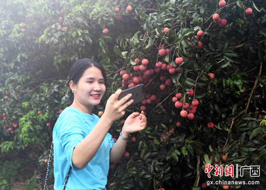 贵港港北区：打造荔枝财富 助力村子振兴