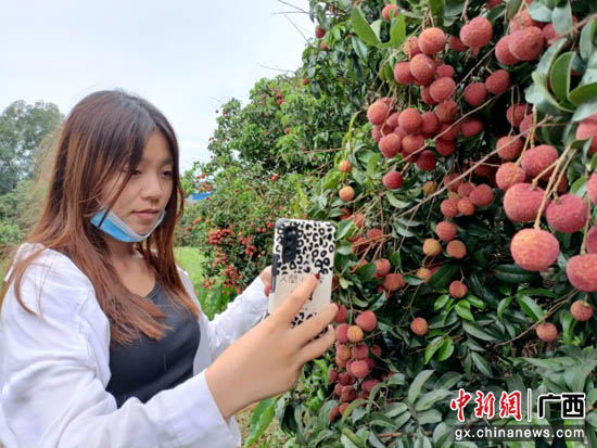 贵港港北区：打造荔枝财富 助力村子振兴