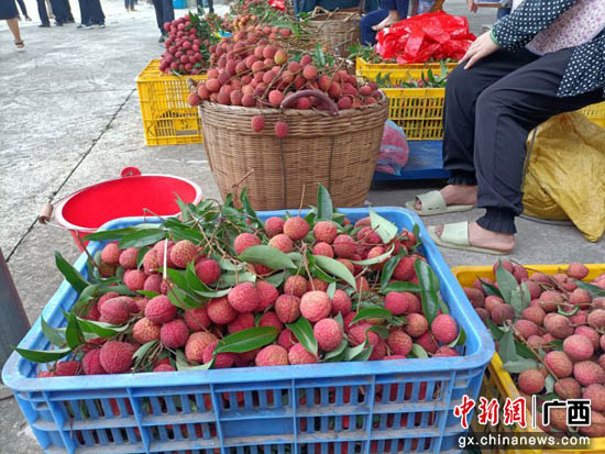 贵港港北区：打造荔枝财富 助力村子振兴