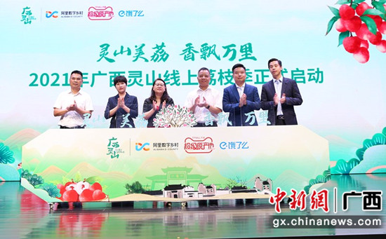 广西灵山荔枝上市 估量总产量达15万吨