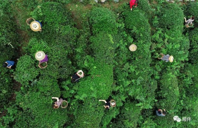 湘茶与湘瓷豪情碰撞，两大湘品“IP”要唱出什么大戏？