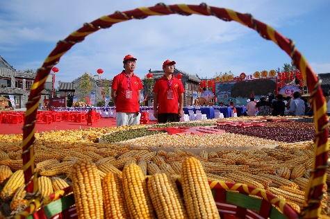 让金黄的果实更光辉灿烂——临泉青年志愿者助力阜阳农夫丰收节