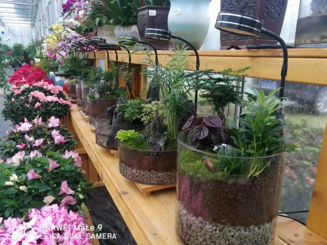 上海各大花市信息汇总 (地点+营业时间)