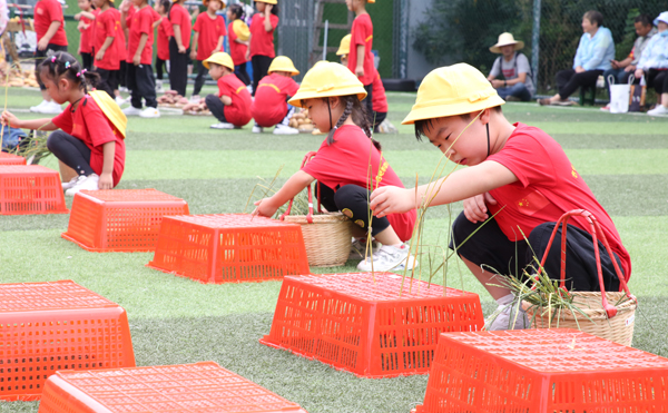 合肥一所幼儿园田园农耕趣味举动会秋收乐翻天