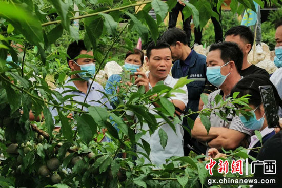 广西荔浦市：小小李子助力乡村振兴