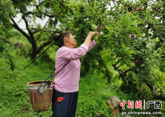 广西荔浦市：小小李子助力乡村振兴