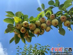 广西上思：致富甜蜜果推开幸福门